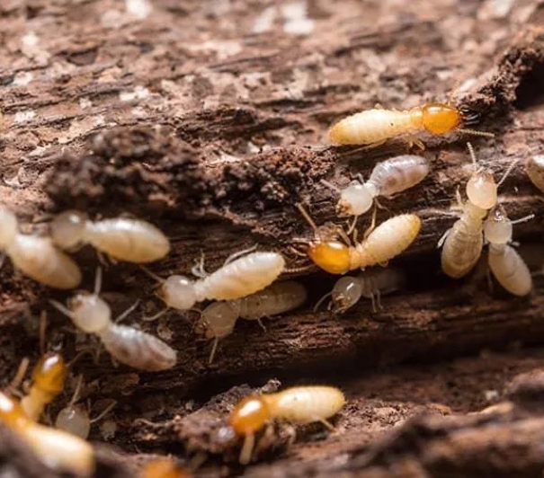 Termite treatment cost ranges