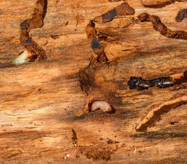Termite prevention checklist