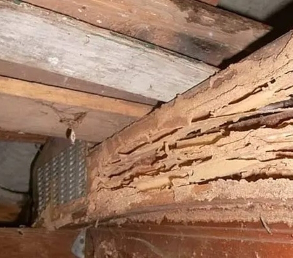 Crawlspace termite inspection and repair